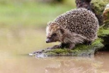 image of hedgehog