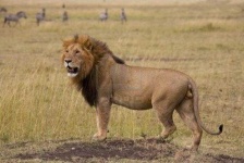 image of animal