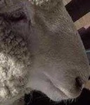 image of animal