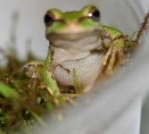 image of tree_frog #15
