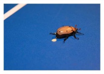 image of leaf_beetle