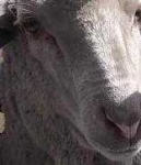 image of animal
