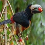 image of bird