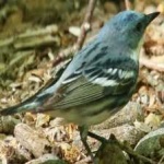 image of bird