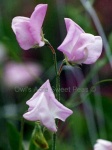 image of flower