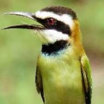 image of white_throated_bee_eater #21