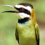 image of bird