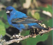 image of indigo_bunting