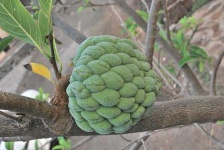 image of custard_apple #0