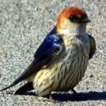 image of bird