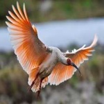 image of asian_crested_ibis #14