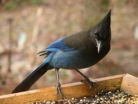 image of jay