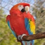 image of bird