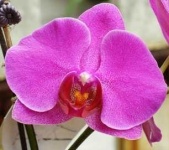 image of flower