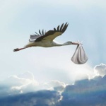 image of stork