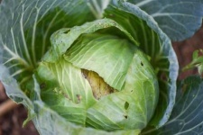 image of damage_to_cabbage_leaves