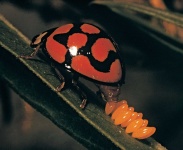 image of ladybugs #11