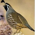 image of bird