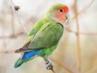 image of lovebird