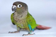 image of parakeet