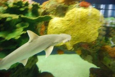 image of hammerhead