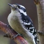image of bird