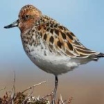 image of bird