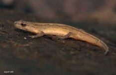 image of common_newt #10