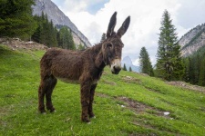image of donkey #38
