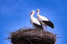 image of stork