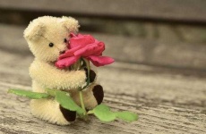 image of teddy_bear