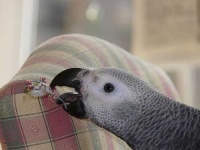 image of african_grey #12