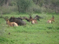 image of hartebeest