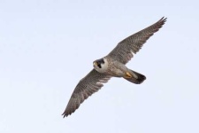 image of falcon