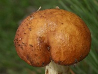 image of mushrooms