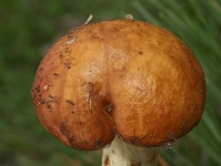 image of suillus #11