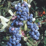 image of blueberry #7