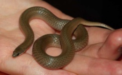 image of thunder_snake