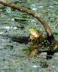 image of bullfrog