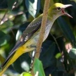 image of bird