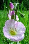 image of flower