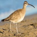 image of whimbrel #2