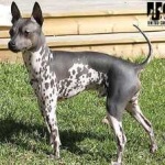 image of animal