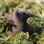 image of bird