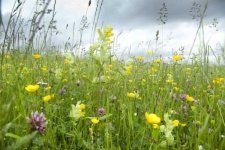 image of prairie