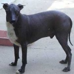 image of animal