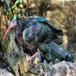 image of bird