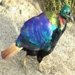image of bird