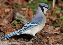 image of jay