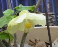 image of flower